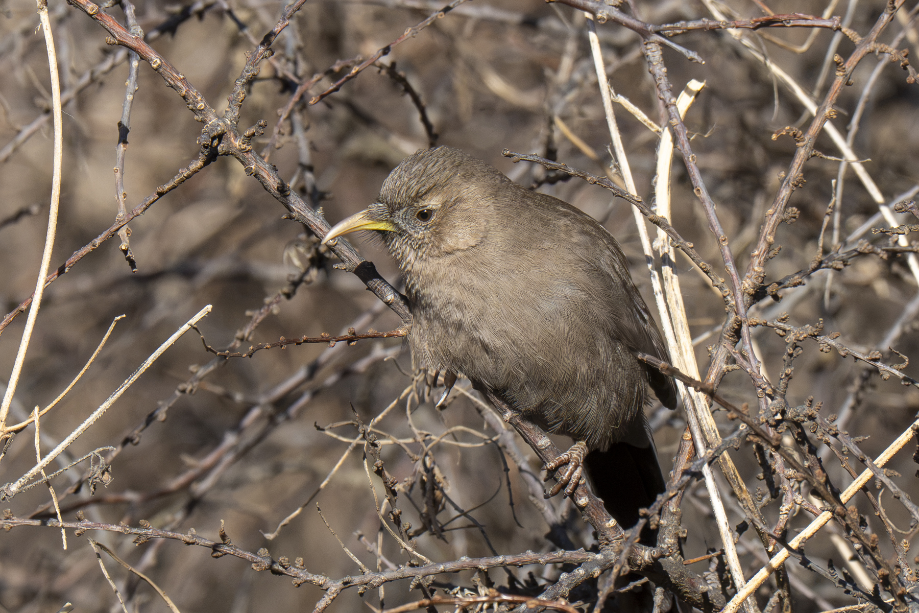 Pere David's Laughingthrush (image by Mark Beaman)
