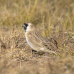 Pere David's or Small Snowfinch (image by Mark Beaman)