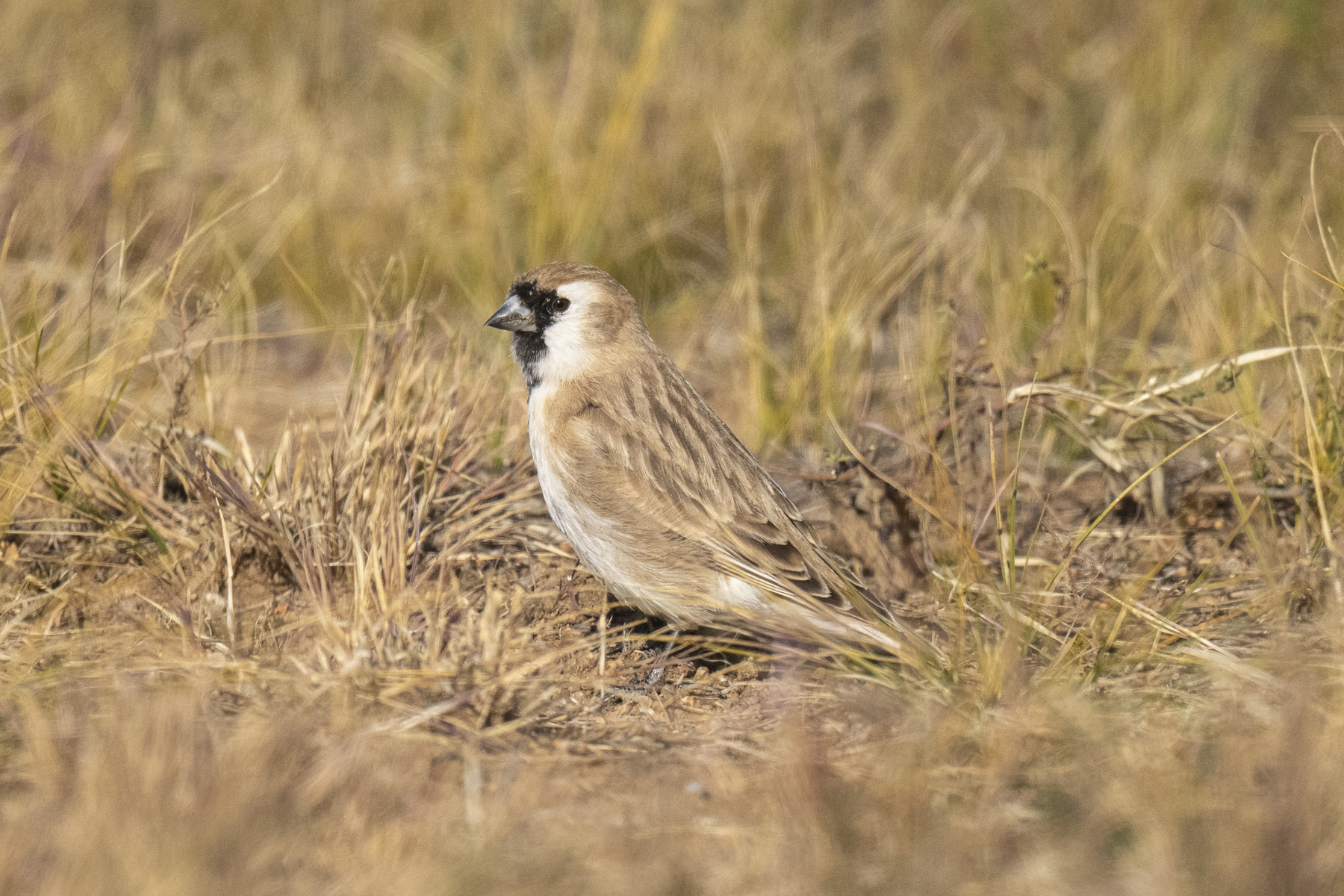 Pere David's or Small Snowfinch (image by Mark Beaman)
