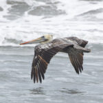 Peruvian Pelican (image by Leo Garrigues)