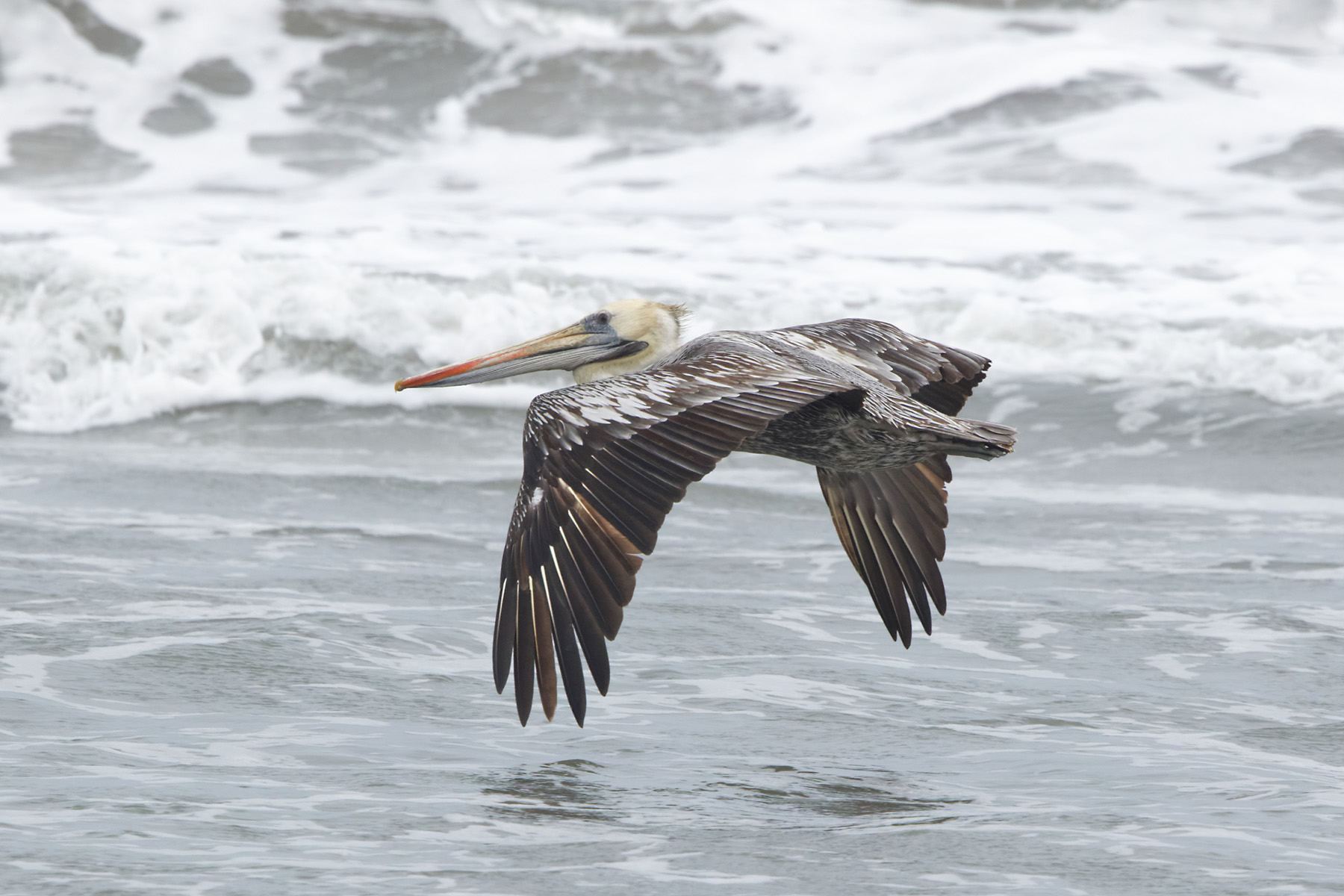 Peruvian Pelican (image by Leo Garrigues)