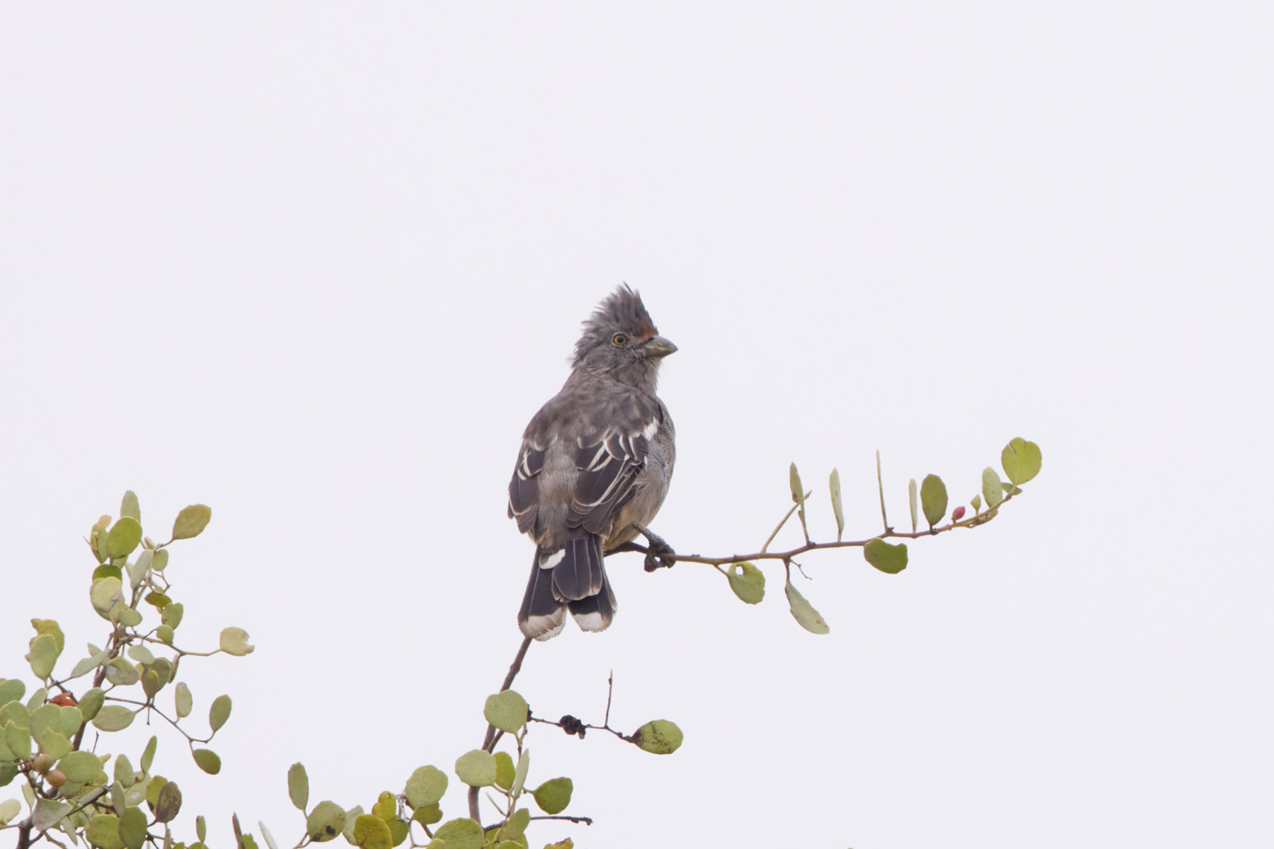 Peruvian Plantcutter (image by Leo Garrigues)