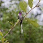Peruvian Sheartail (image by Leo Garrigues)