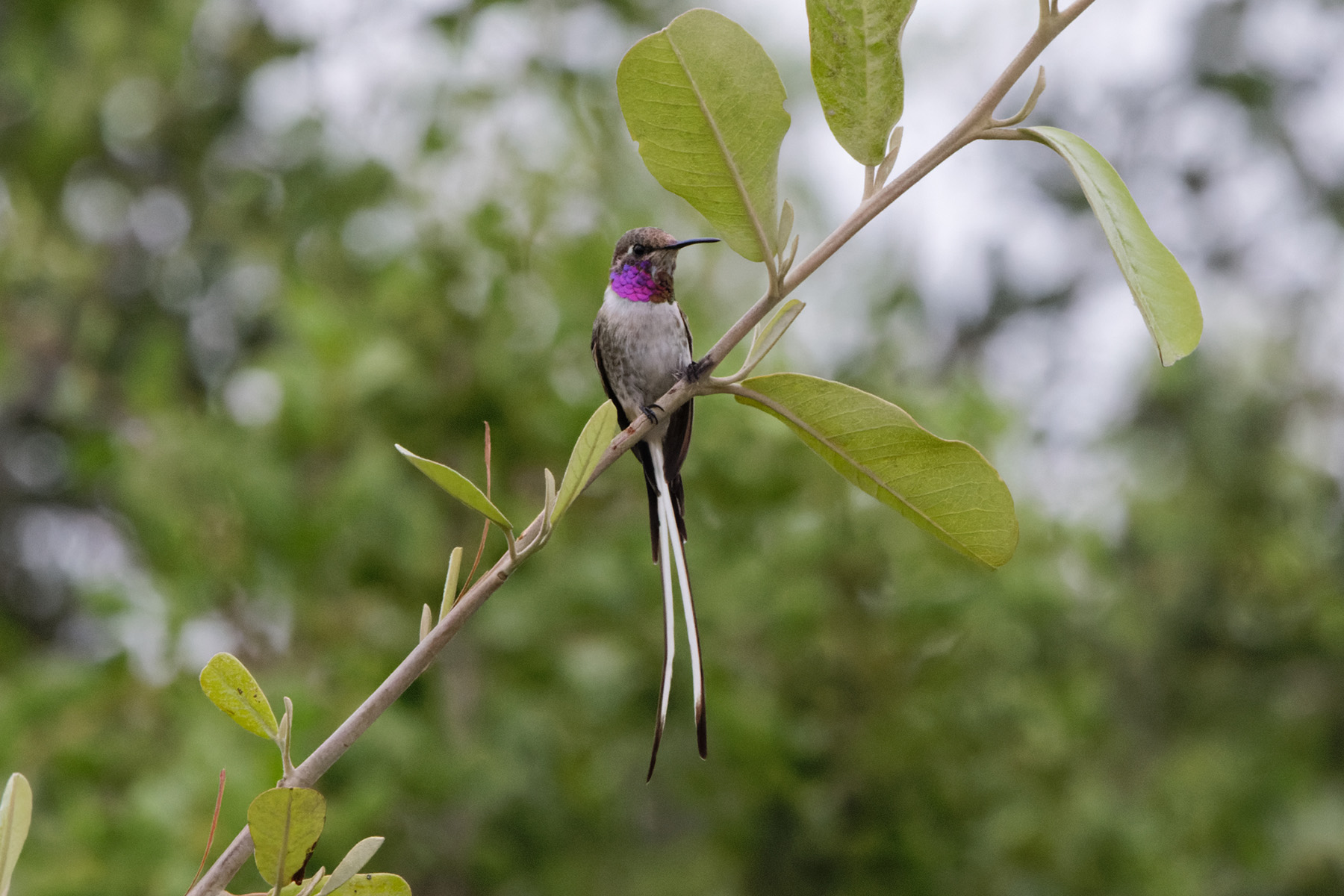 Peruvian Sheartail (image by Leo Garrigues)