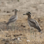Peruvian Thick-Knee (image by Leo Garrigues)