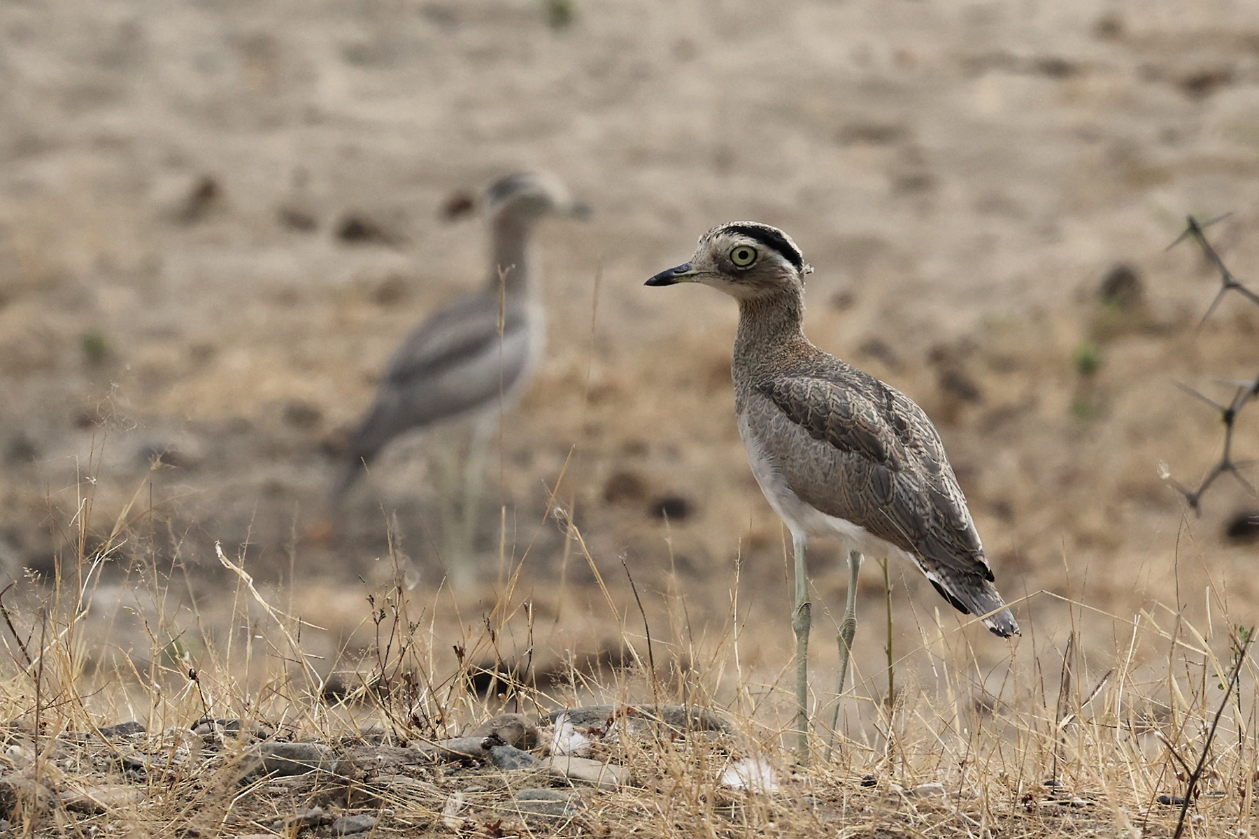Peruvian Thick-Knee (image by Leo Garrigues)