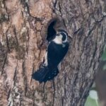 Pied Falconet (image by Inger Vandyke)