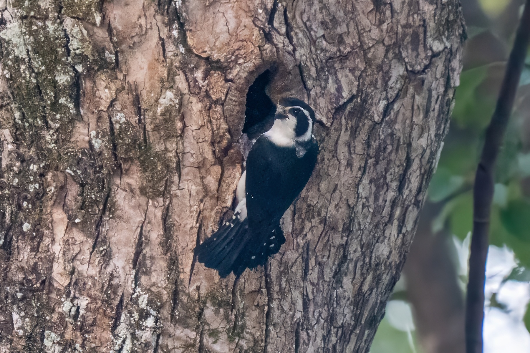 Pied Falconet (image by Inger Vandyke)