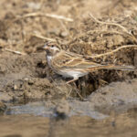 Pine Bunting (image by Mark Beaman)