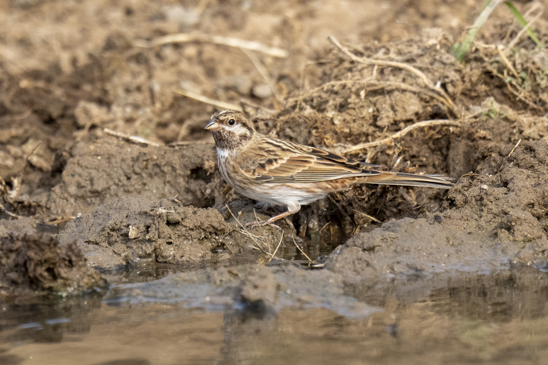 Pine Bunting (image by Mark Beaman)