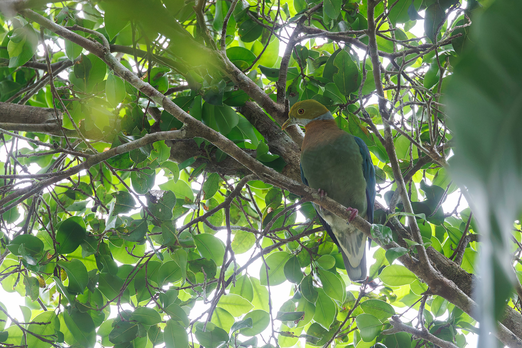 Pink-spotted Fruit Dove (image by Dáni Balla)
