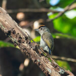 Plain-breasted Piculet (image by Mark Van Beirs)