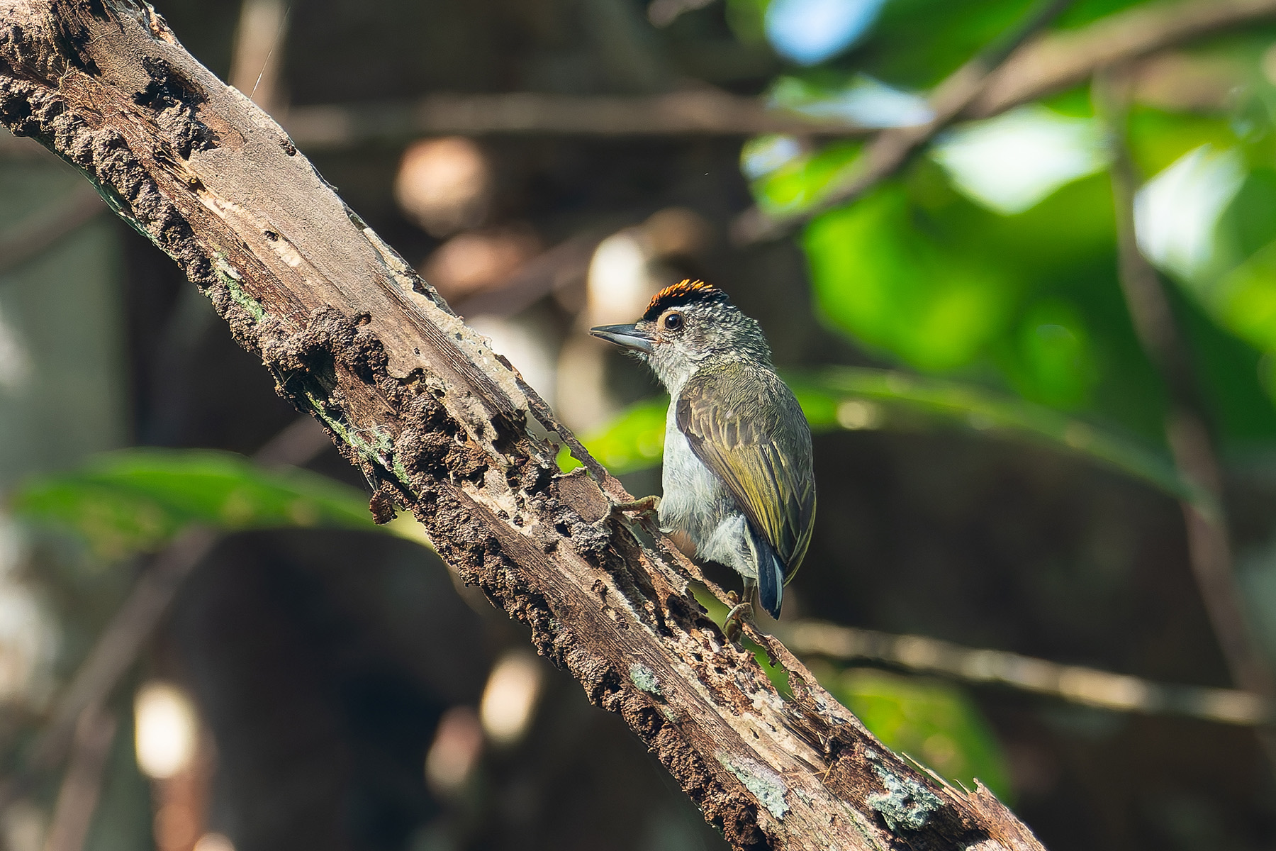 Plain-breasted Piculet (image by Mark Van Beirs)