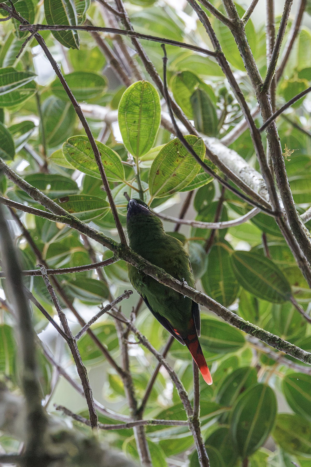 Plum-faced Lorikeet (image by Dáni Balla)