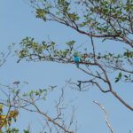 Plum-throated Cotinga (image by Mark Van Beirs)