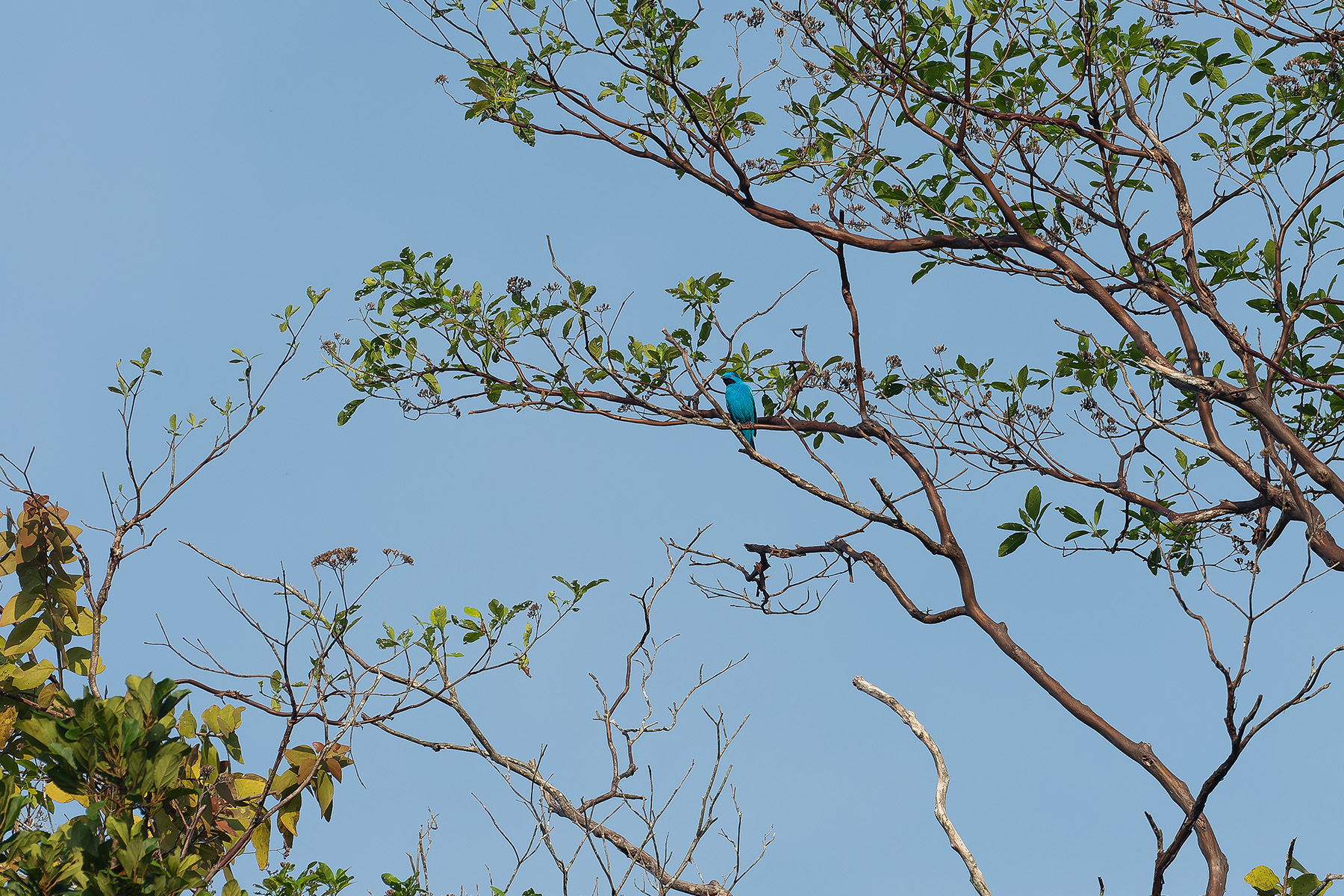 Plum-throated Cotinga (image by Mark Van Beirs)