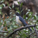 Plumbeous-backed Thrush (image by Leo Garrigues)