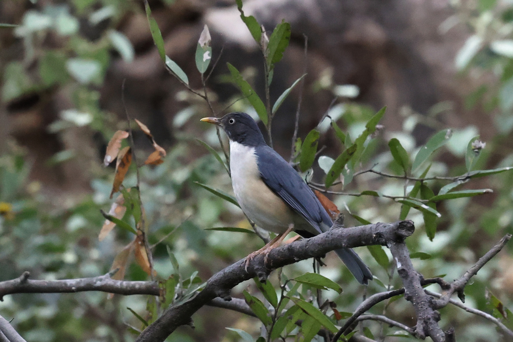 Plumbeous-backed Thrush (image by Leo Garrigues)