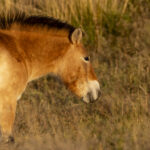 Przewalski's Horse (image by Mark Beaman)