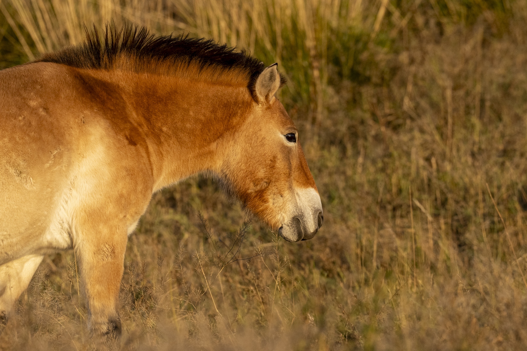 Przewalski's Horse (image by Mark Beaman)