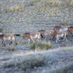 Przewalski's Horses (image by Mark Beaman)