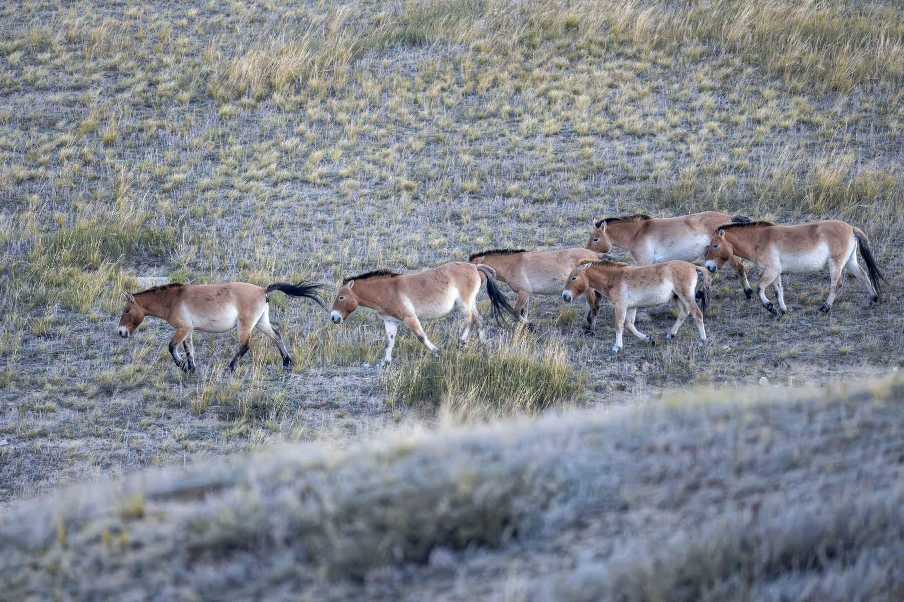 Przewalski's Horses (image by Mark Beaman)