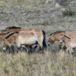 Przewalski's Horses (image by Mark Beaman)