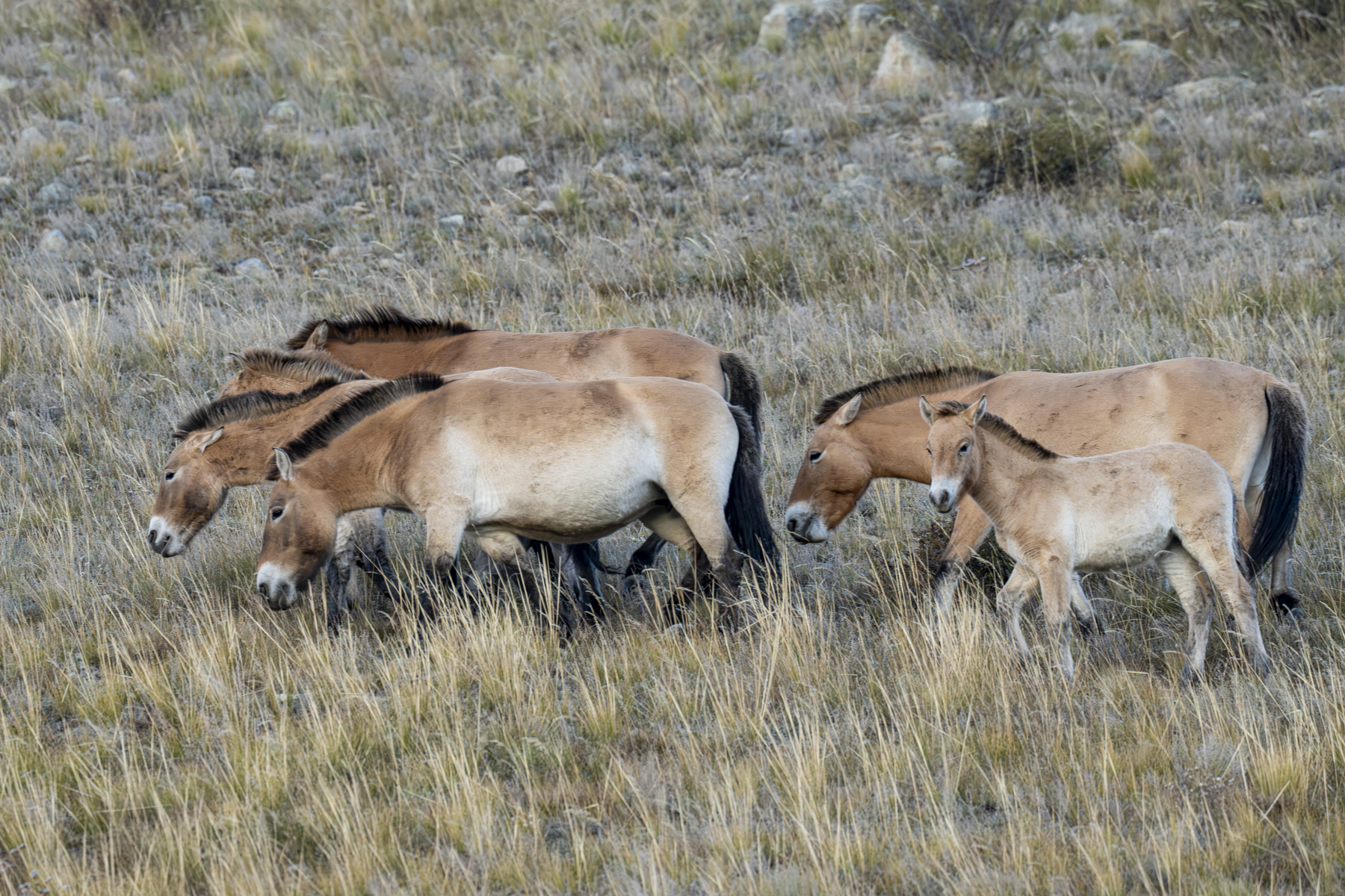 Przewalski's Horses (image by Mark Beaman)