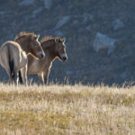Przewalski's Horses (image by Mark Beaman)