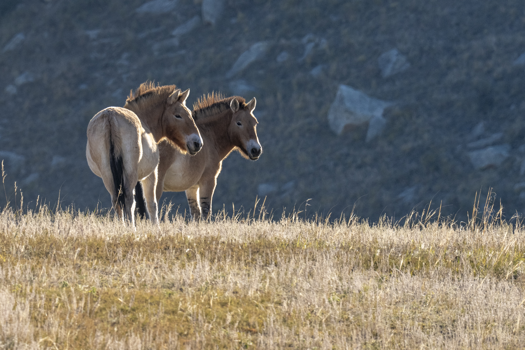 Przewalski's Horses (image by Mark Beaman)