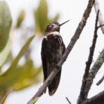 Purple-backed Sunbeam (image by Leo Garrigues)