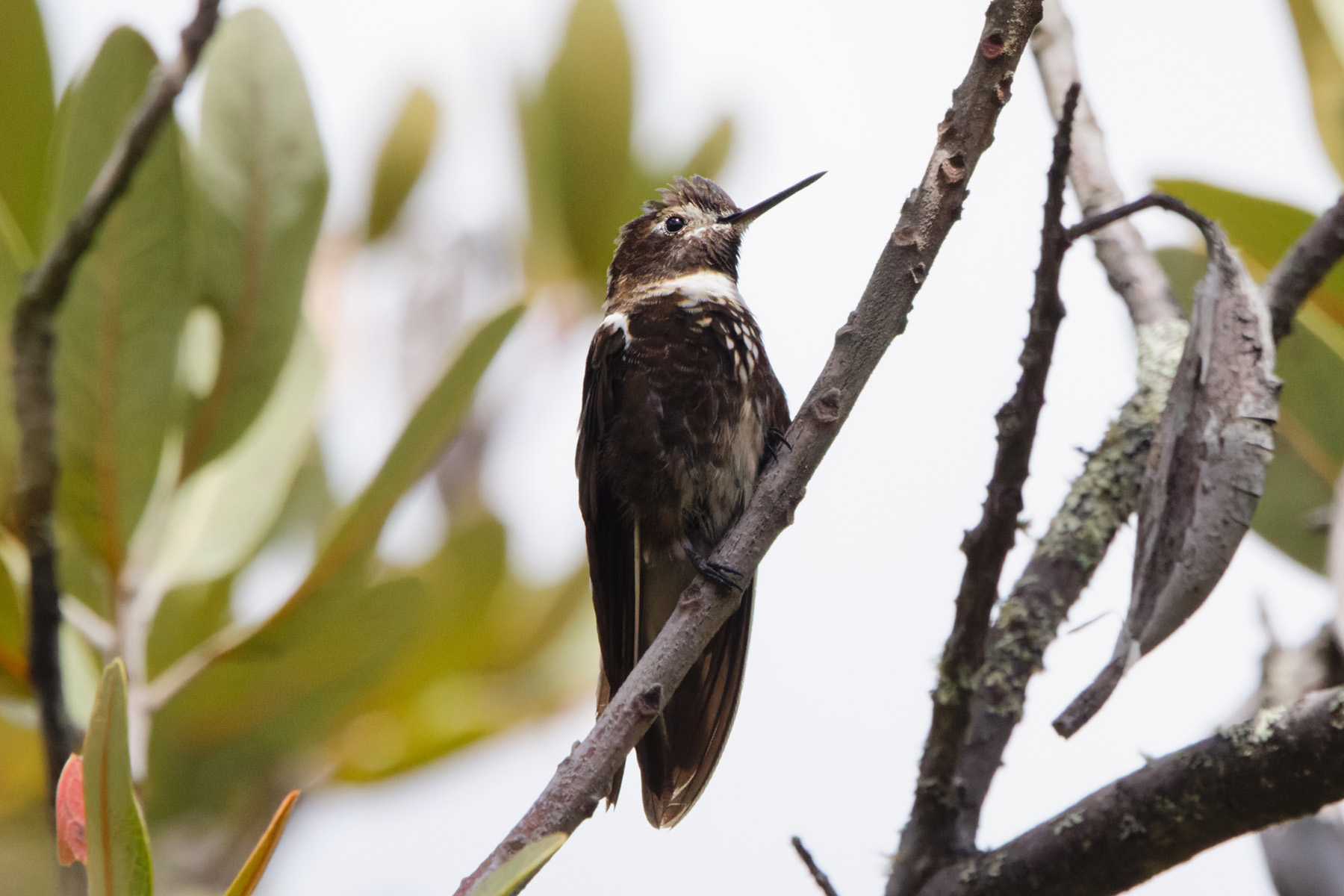 Purple-backed Sunbeam (image by Leo Garrigues)