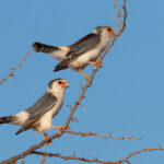 Pygmy Falcons (image by Mark Van Beirs)