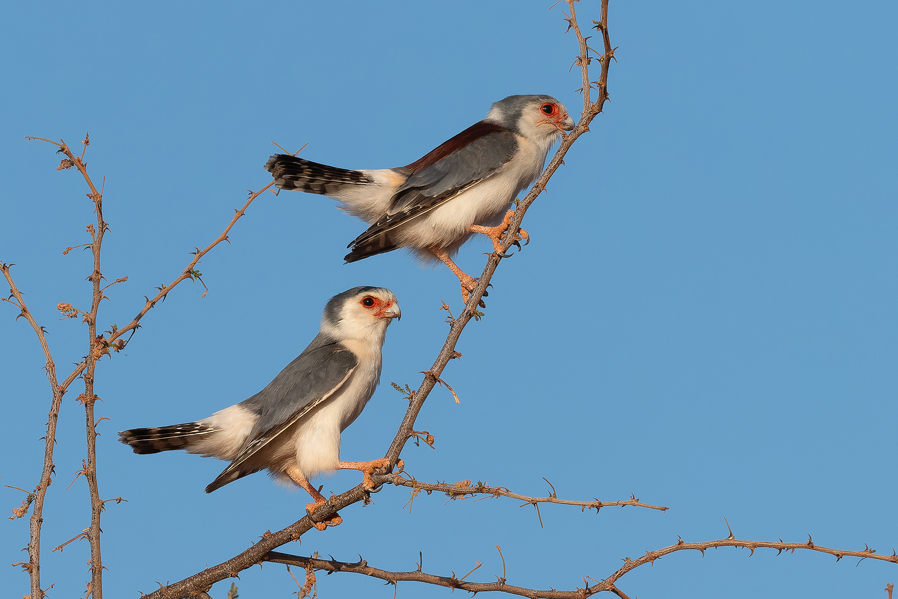 Pygmy Falcons (image by Mark Van Beirs)