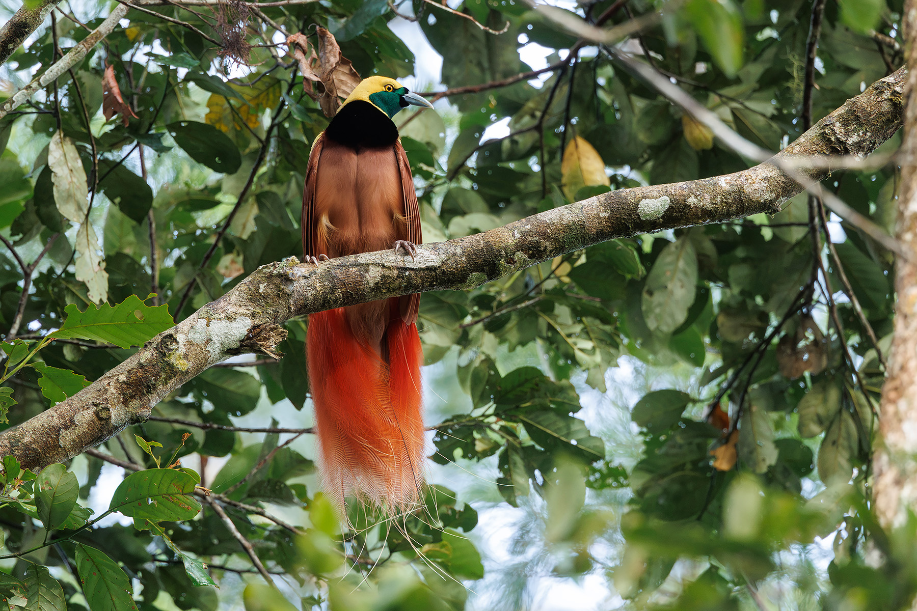 Raggiana Bird-of-paradise (image by Dáni Balla)