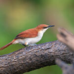 Red-and-white Spinetail (image by Mark Van Beirs)
