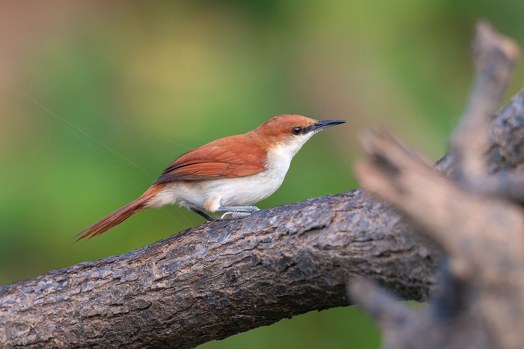 Red-and-white Spinetail (image by Mark Van Beirs)