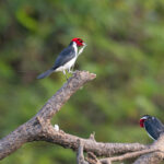 Red-capped Cardinals (image by Mark Van Beirs)