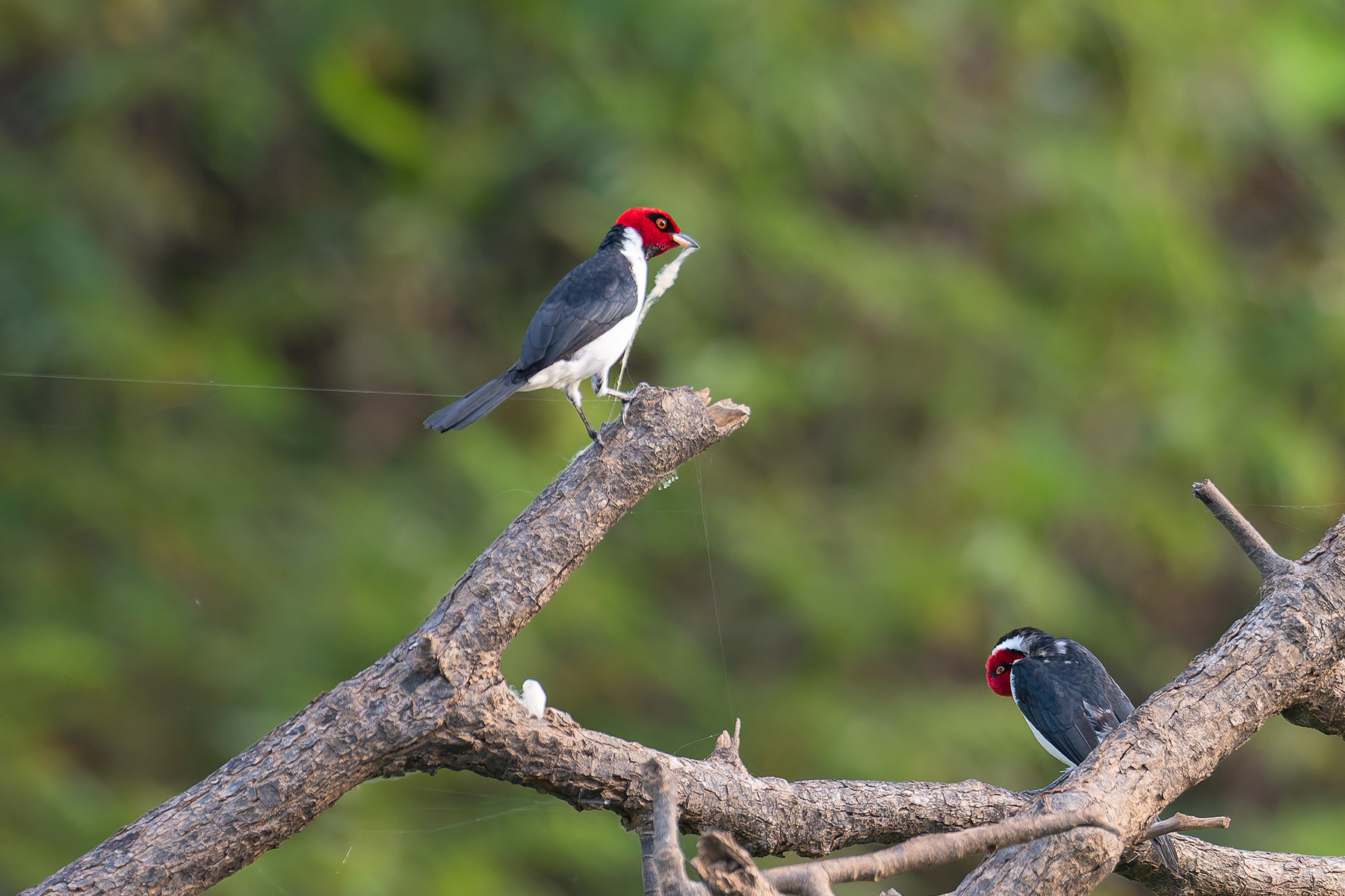 Red-capped Cardinals (image by Mark Van Beirs)