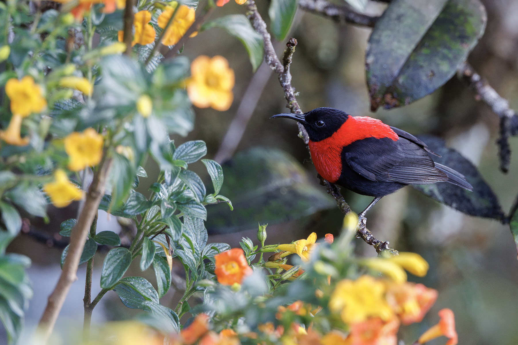 Red-collared Myzomela (image by Dáni Balla)
