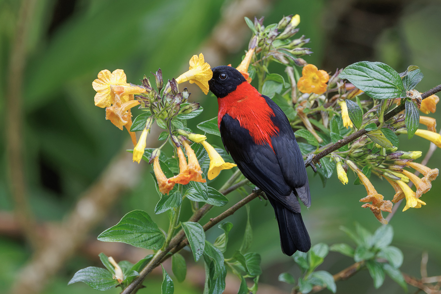 Red-collared Myzomela (image by Dáni Balla)