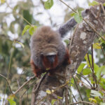 Red-crowned Titi (image by Leo Garrigues)