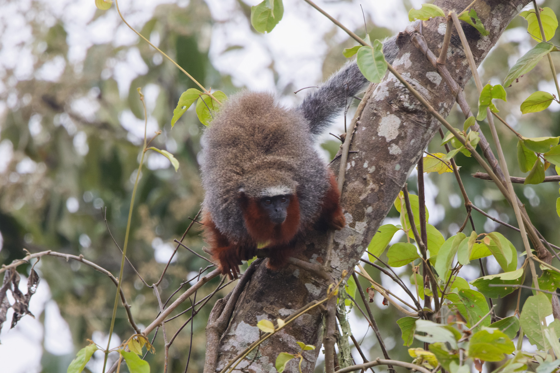 Red-crowned Titi (image by Leo Garrigues)