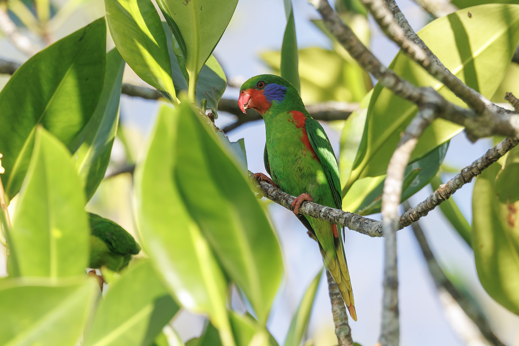 Red-flanked Lorikeet (image by Dáni Balla)