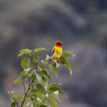 Red-hooded Tanager (image by Leo Garrigues)