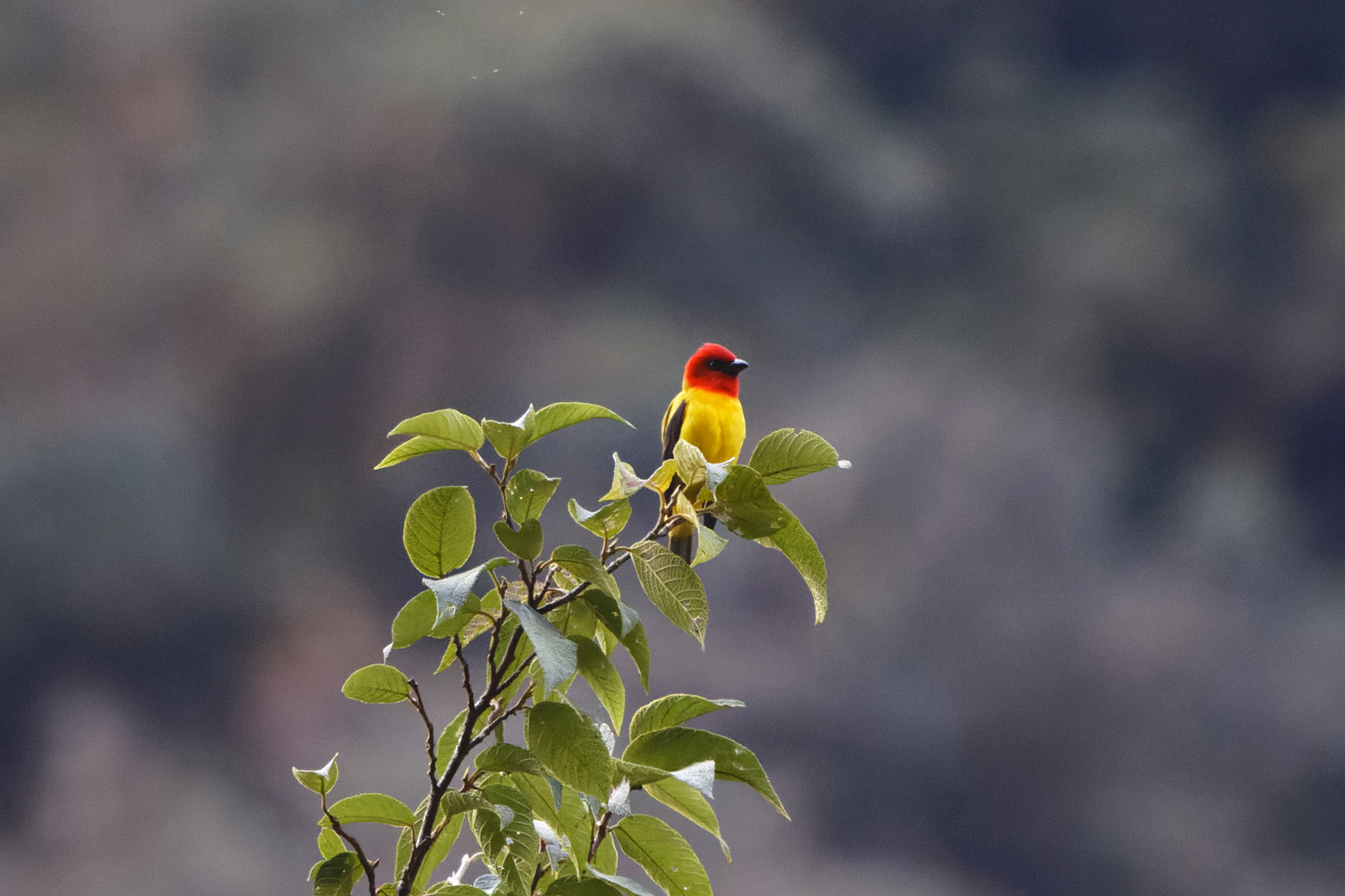 Red-hooded Tanager (image by Leo Garrigues)