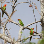 Red-masked Parakeets (image by Leo Garrigues)
