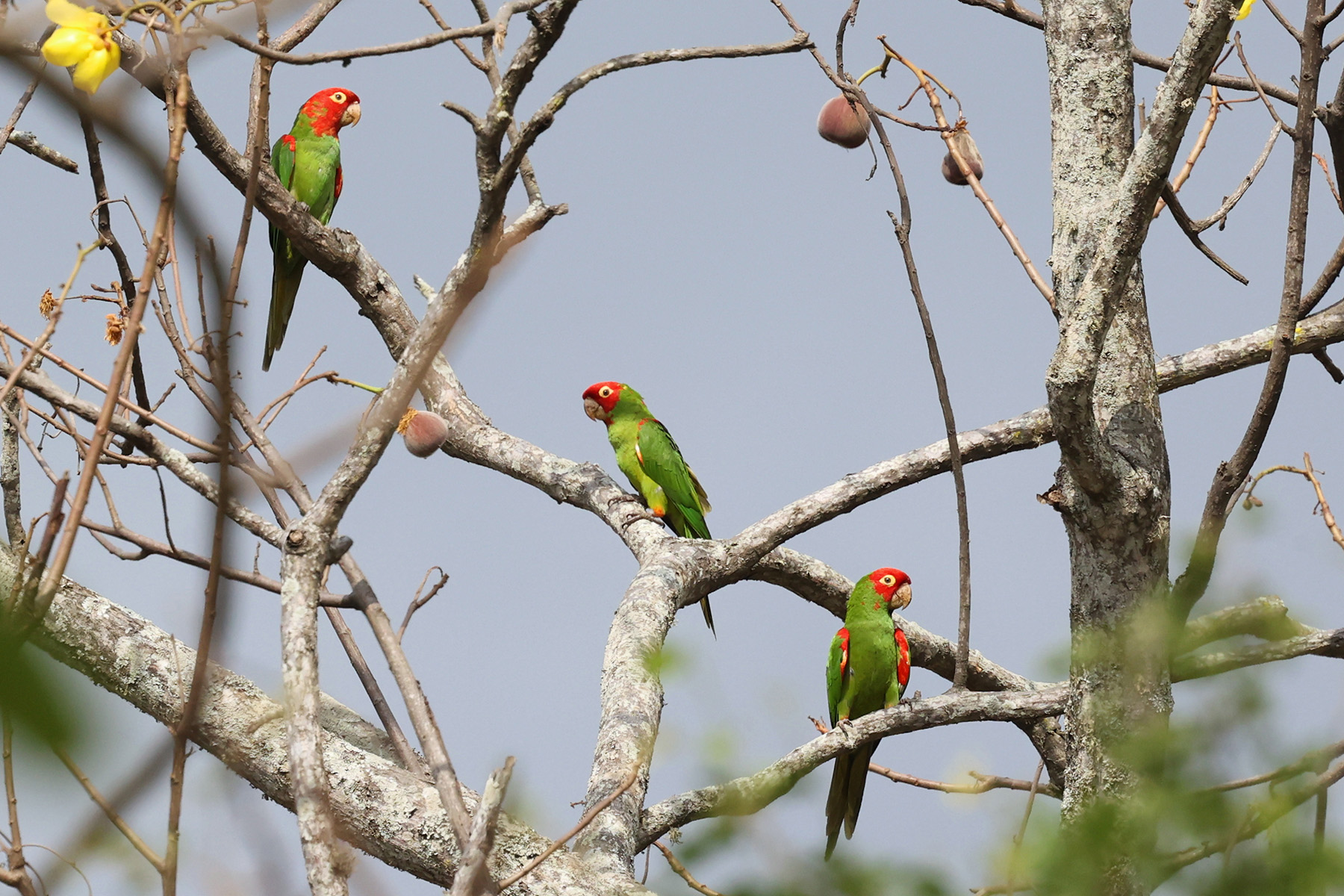 Red-masked Parakeets (image by Leo Garrigues)