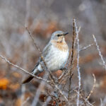 Red-throated Thrush female (image by Mark Beaman)