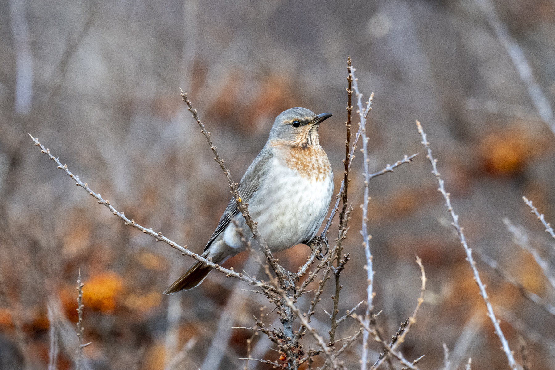 Red-throated Thrush female (image by Mark Beaman)